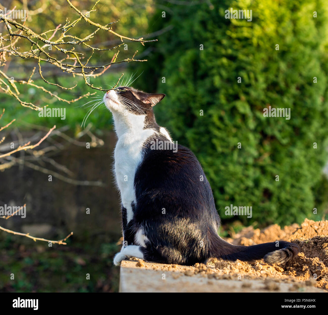 Neugierige Katze ist einen neuen Geruch riechen. Stockfoto