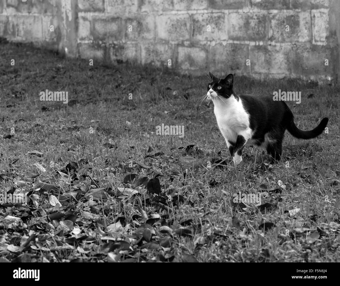 Katze schaut etwas mit Vorsicht. Stockfoto