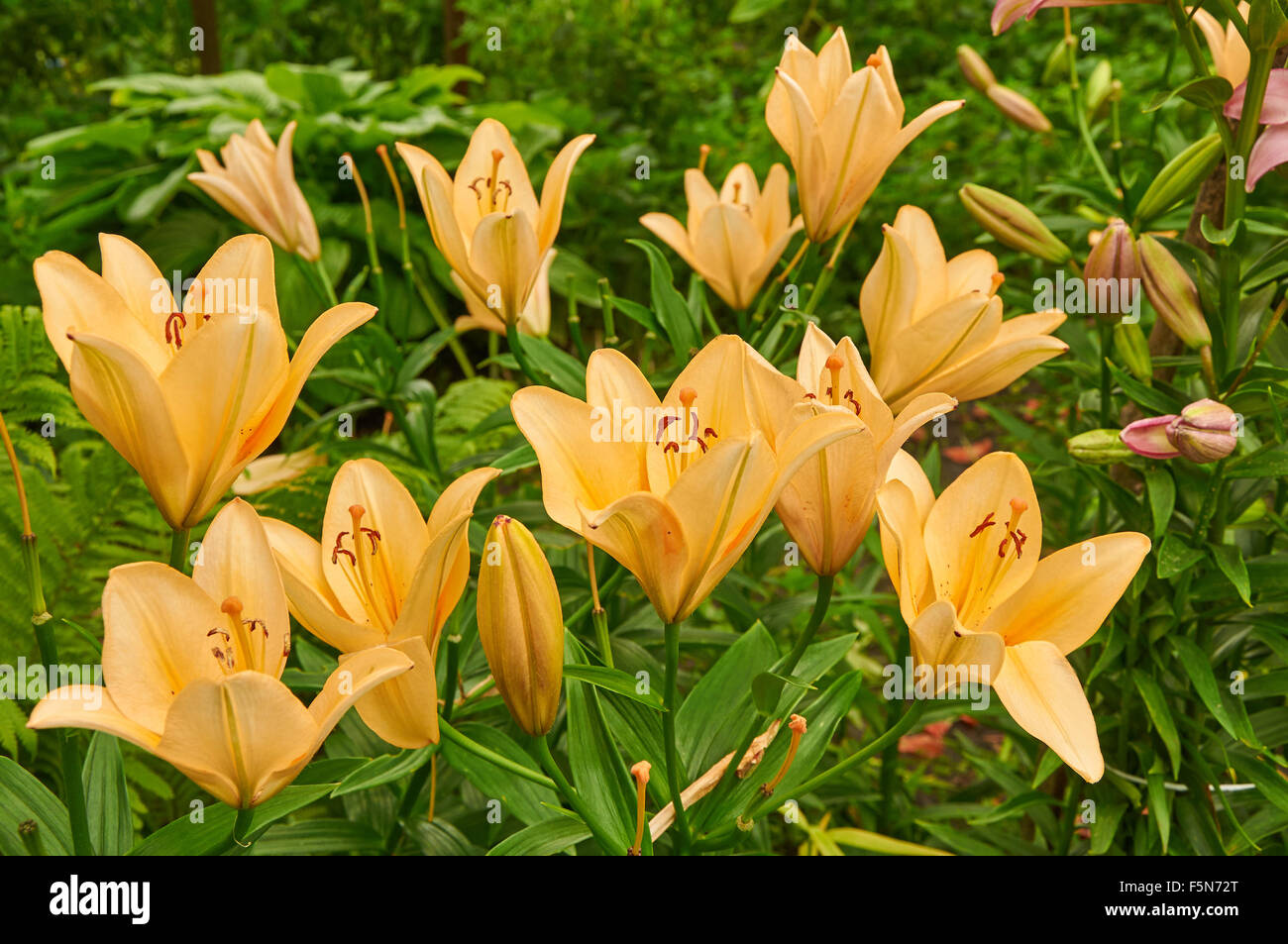 Leuchtend gelbe Busch von fragile Lilie Blumen im Garten Stockfoto