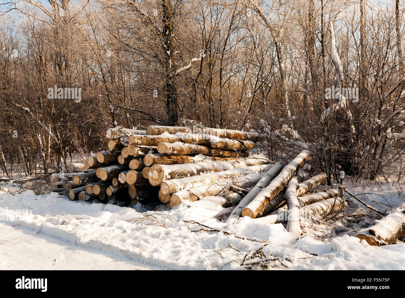 Holz im winter Stockfoto