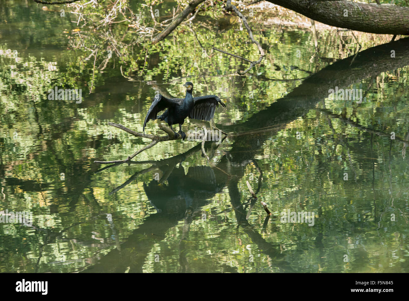 Kormoran (Phalacrocorax Carbo) seine Flügel ausbreitet Stockfoto