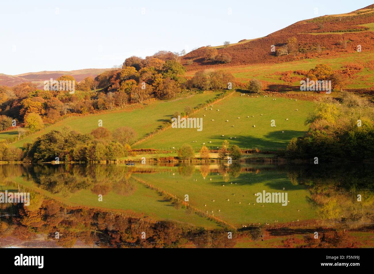Spiegelbild von grünen Wiesen und Bäume im Herbst Caban Coch Reservoir Rhayarer Elan Valley Powys Wales Cymru uK GB Stockfoto