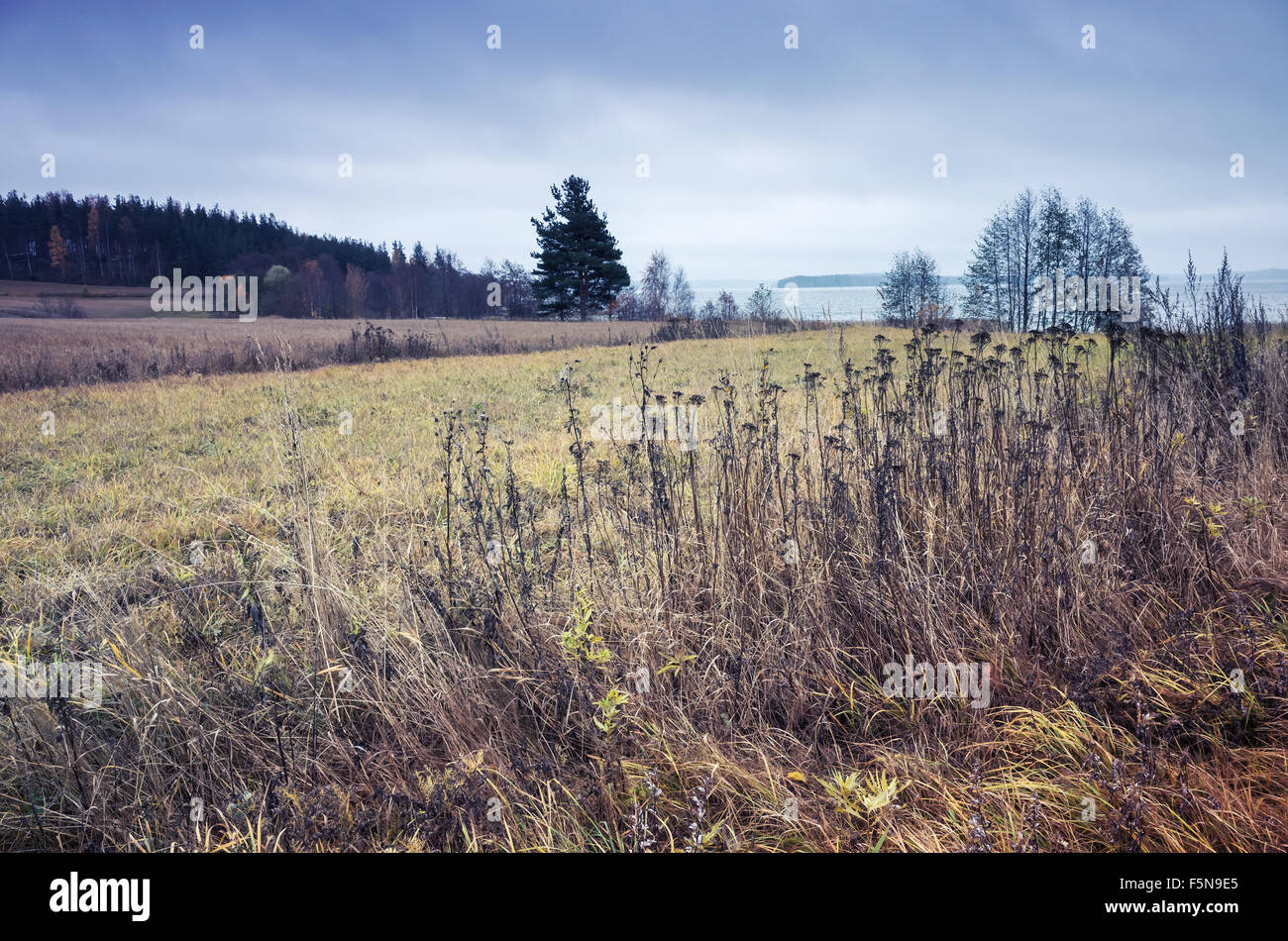 Trockenrasen am Rande des Feldes in Finnland, Herbstlandschaft mit Tonwertkorrektur Fotofilter, Retro-Stil Stockfoto