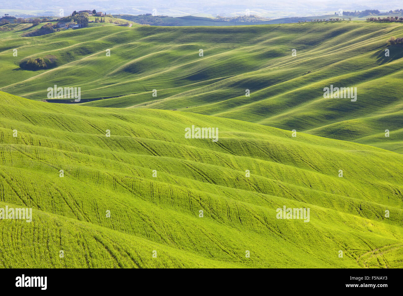 Toskana, hügeligem Gelände in Crete Senesi Land Landschaft, Italien, Europa. Sanften Hügeln, grünen Wiesen mit Sonnenlicht auf sunse Stockfoto