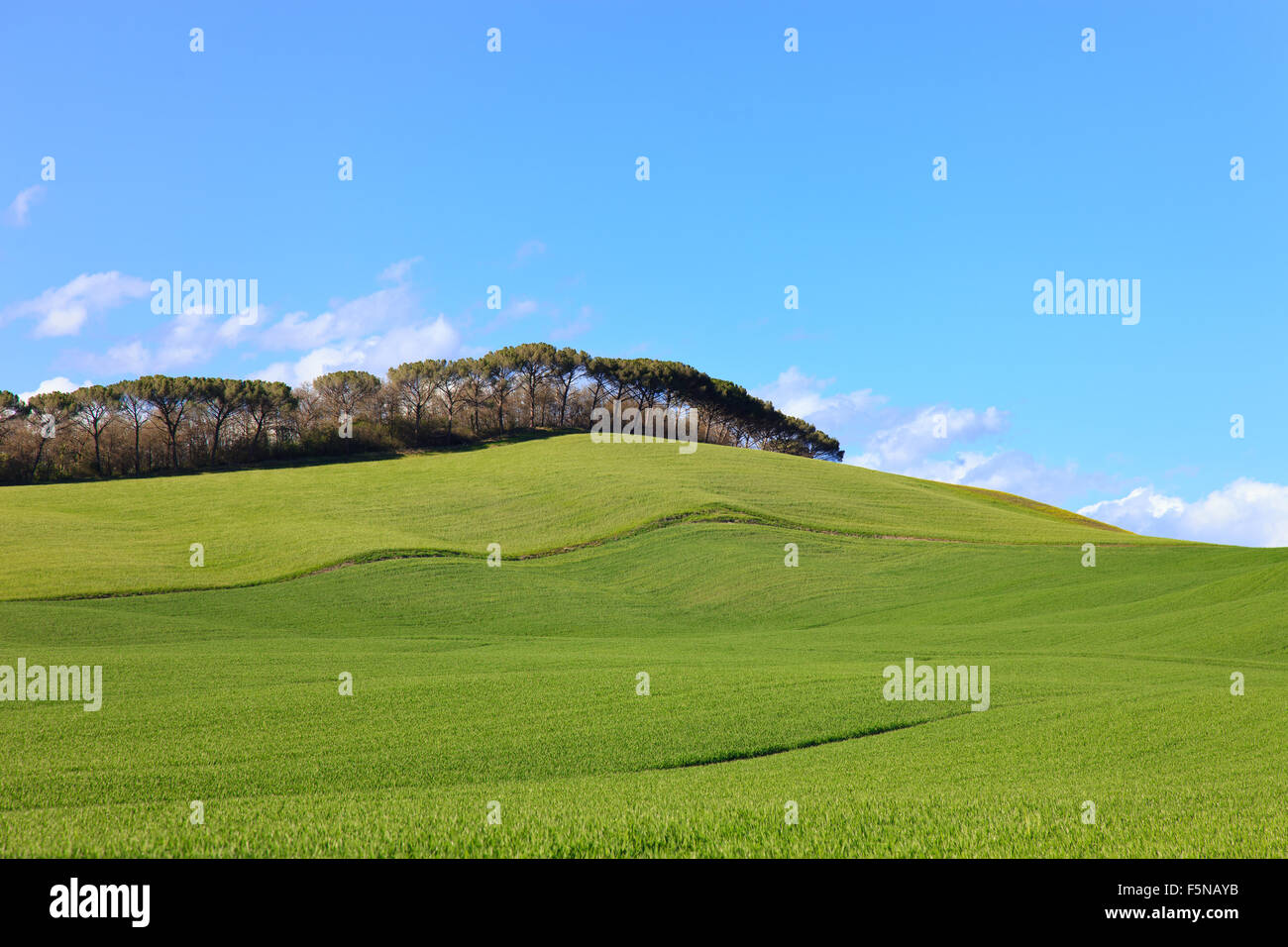 Toskana, Crete Senesi Land Landschaft, Italien, Europa. Sanfte Hügel, grüne, hügelige Felder, Pinien in einer Reihe, blauer Himmel Stockfoto