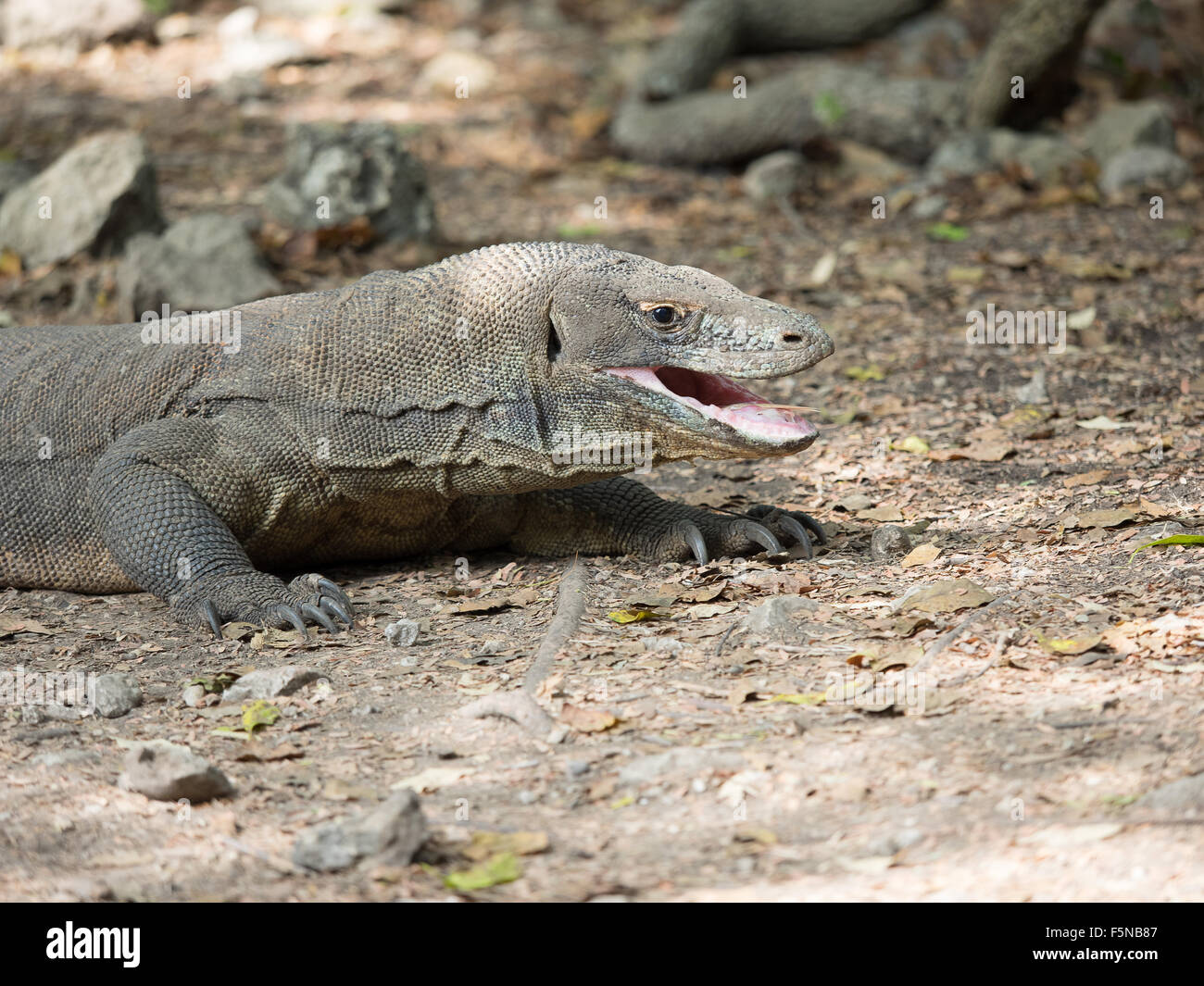 Komodo-Waran, Komodo National park Stockfoto