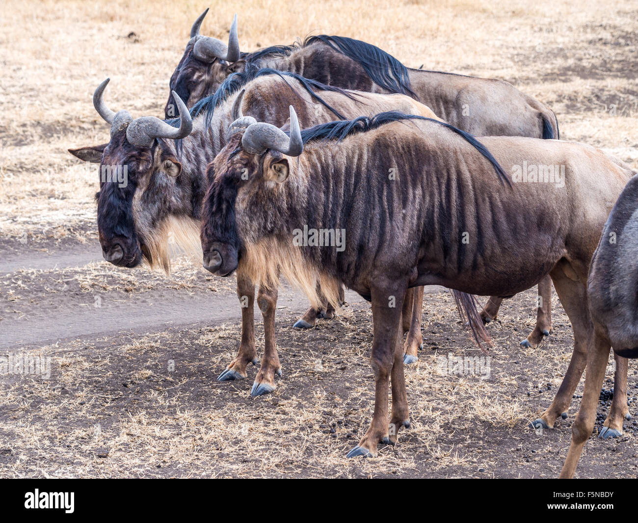 Blaue Gnus in Ngorongoro Crater in Tansania, Afrika. Stockfoto