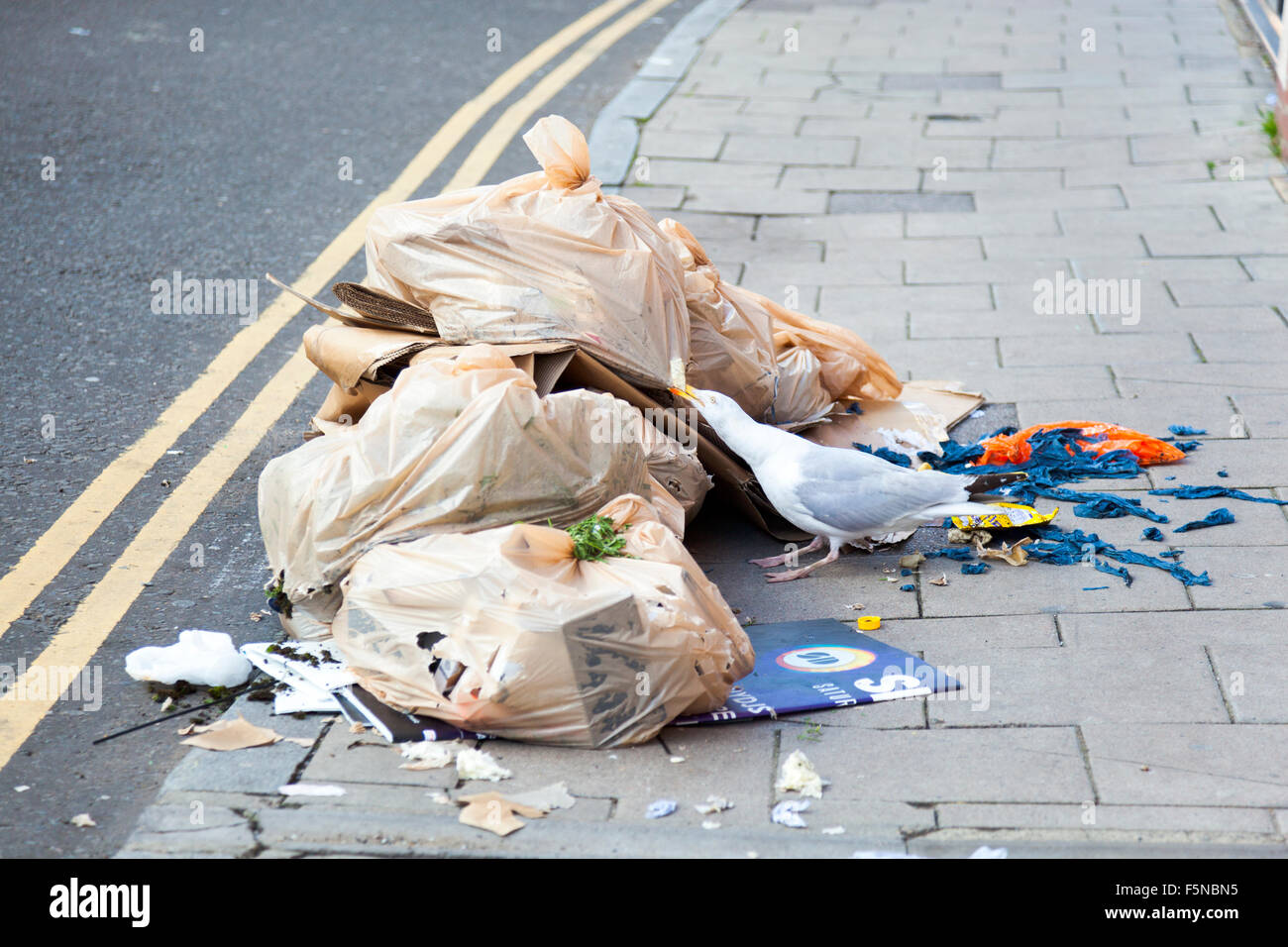 Möwe zerreißt Mülltüten auf der Suche nach Nahrung, Brighton, UK Stockfoto