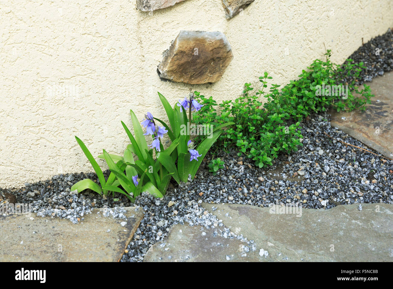 Spanische Glockenblumen wachsen in einen Kiesweg mit Thymian neben Stuck Wand Stockfoto