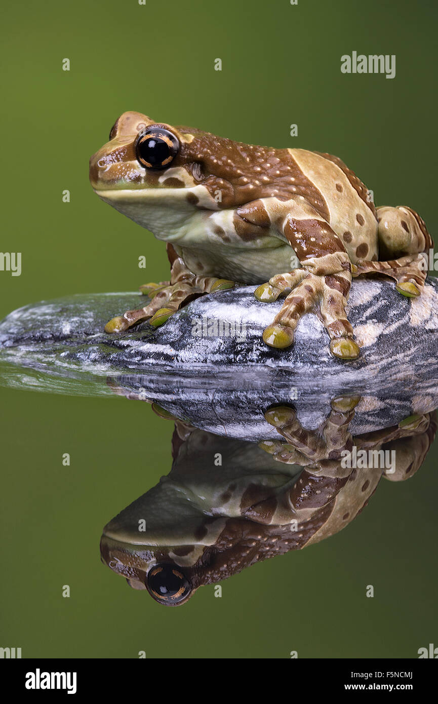 Amazon Milch Frosch (Trachycephalus Resinifictrix) Stockfoto