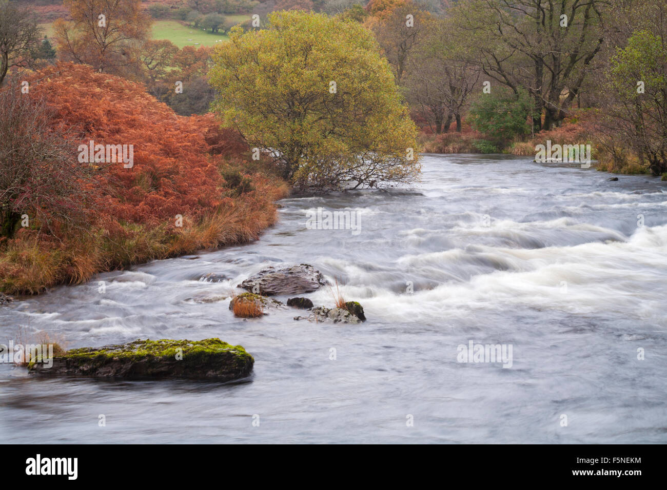 Herbstfarben im River Tywi, River Towy, von Dinas RSPB Bird Reserve, Mid Wales, Großbritannien im November Stockfoto