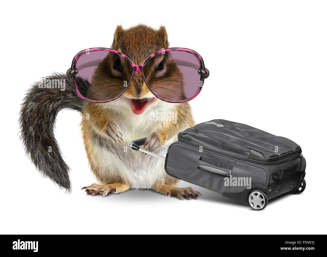 Lustige Tourist, tierische Streifenhörnchen mit Gepäck auf weißem Hintergrund Stockfoto