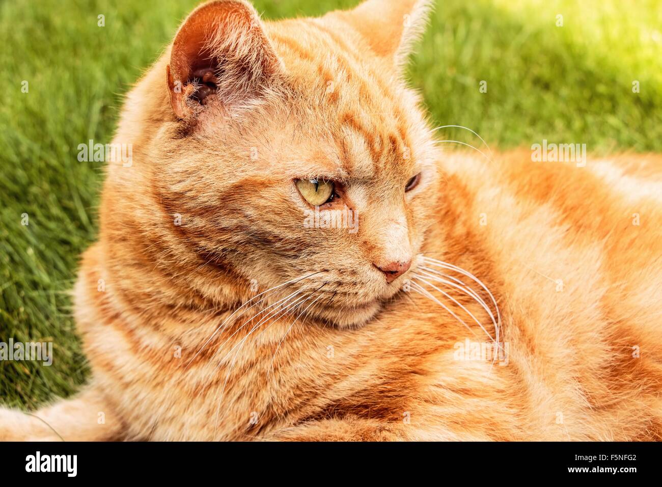 Ginger Tom Katze in Ruhe in einem Garten an einem Sommertag Stockfoto