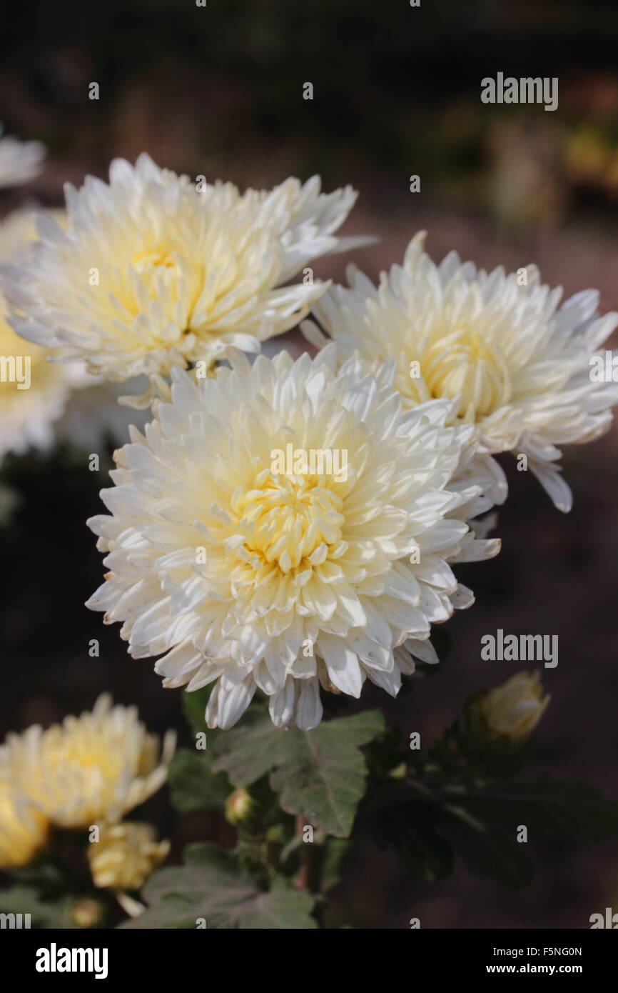 Straße wächst helle weiße Chrysantheme Blume Nahaufnahme Stockfoto