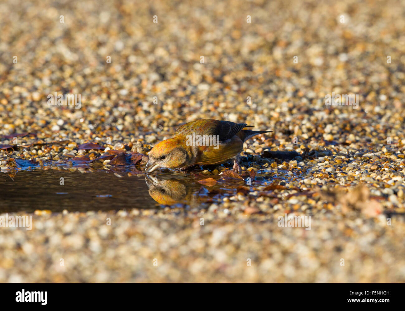 Juvenile Männchen zuerst winter männlichen Fichtenkreuzschnabel trinken Stockfoto