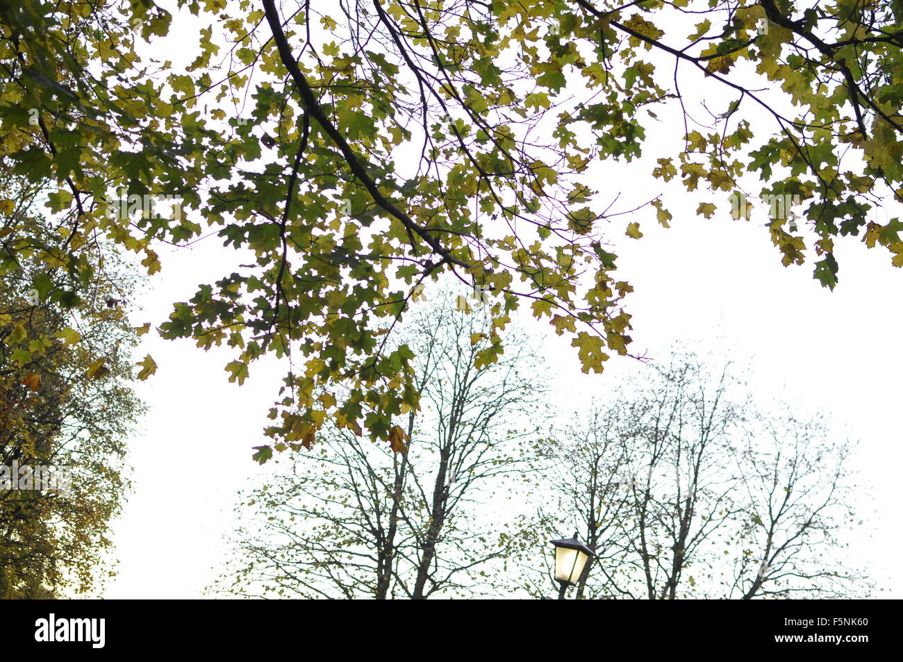 Bäume und weißen Himmel Stockfoto