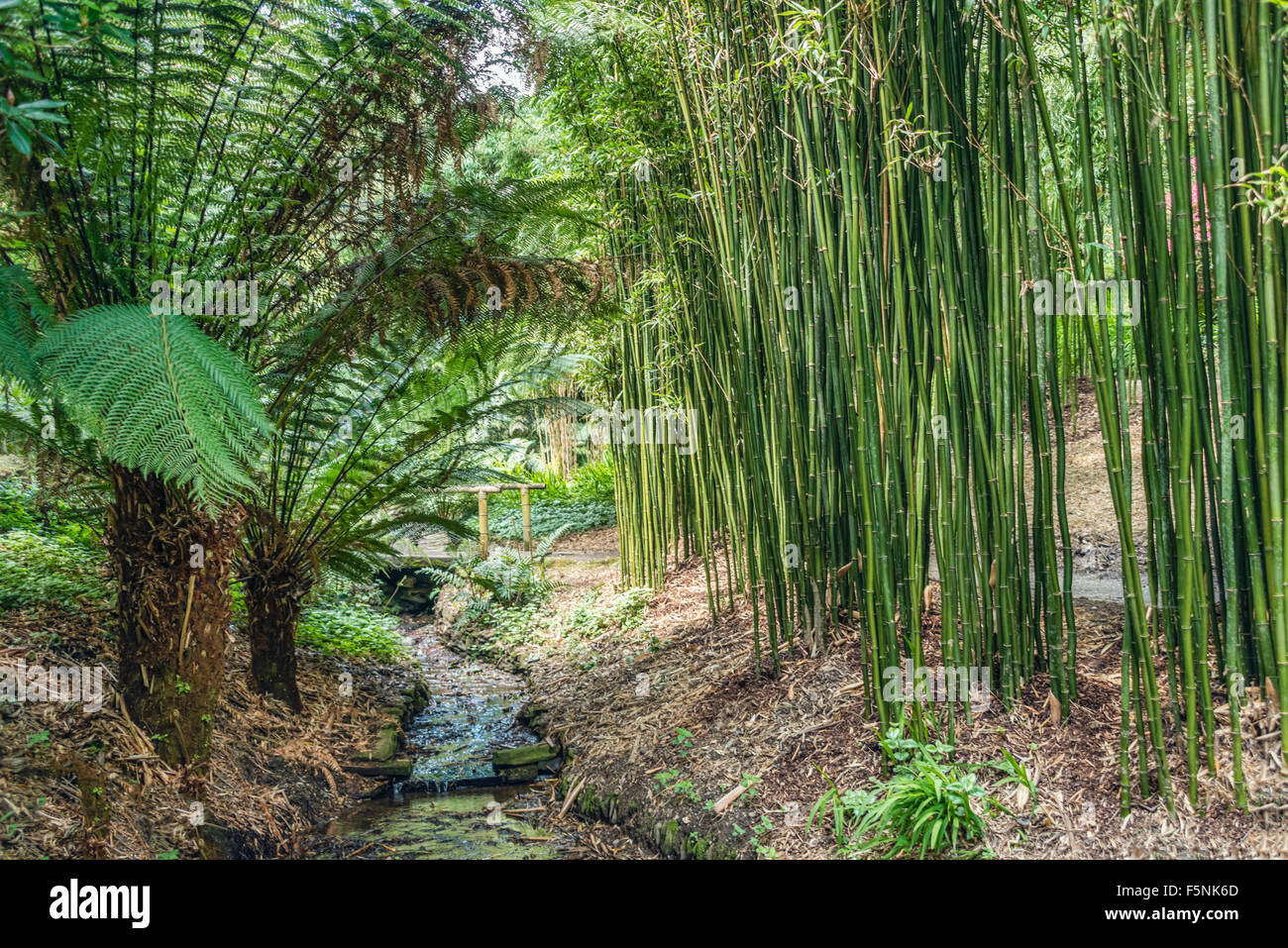 Subtropischen Bambus Garten im Zentrum von Trebah Garden, Cornwall, England, UK Stockfoto