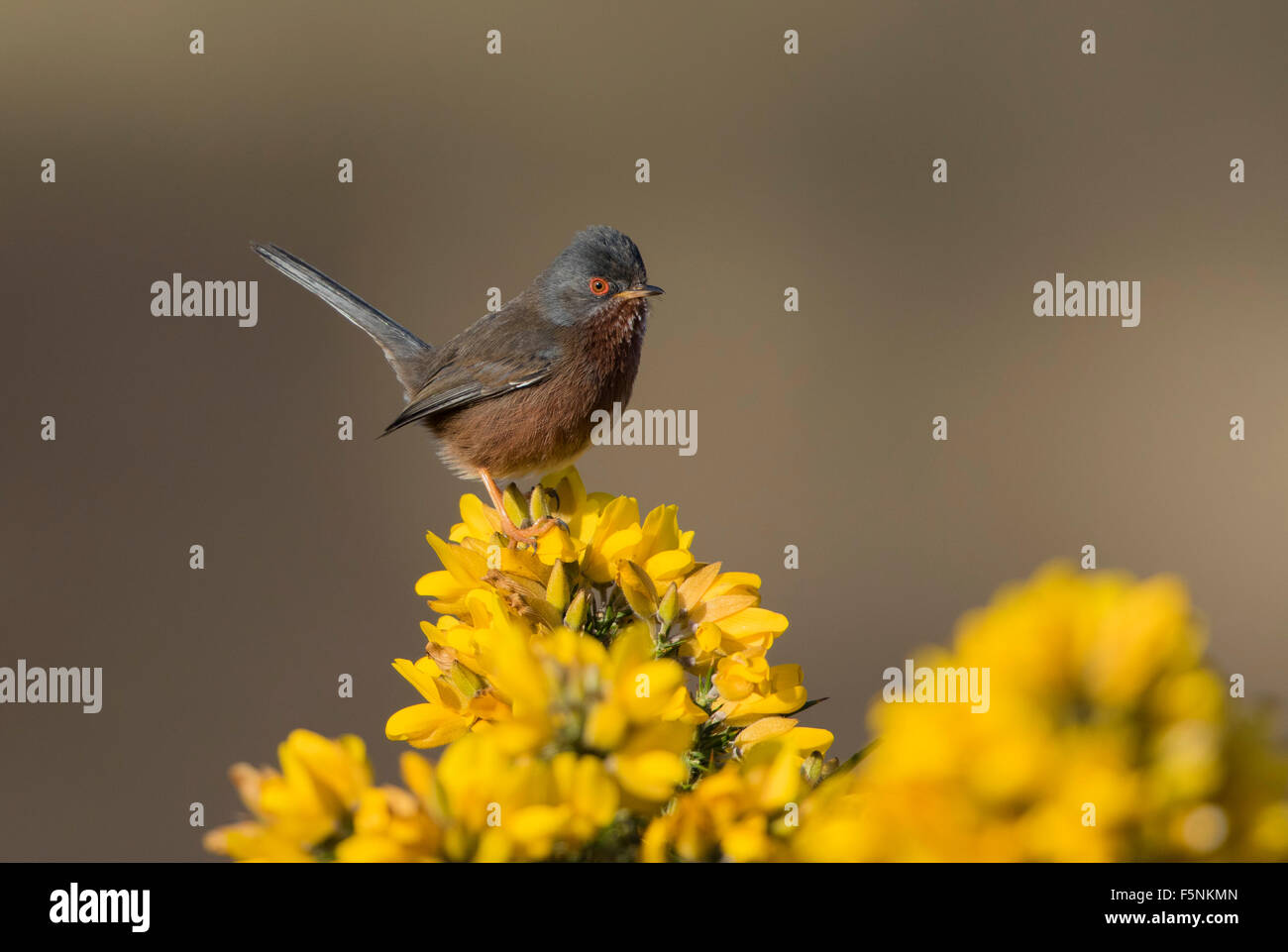 Männliche Dartford Warbler gehockt Ginster Stockfoto