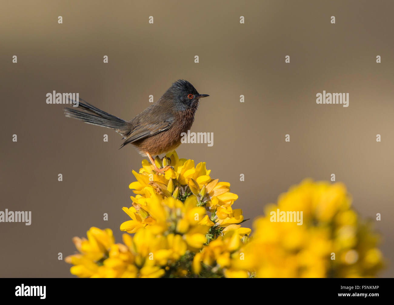 Männliche Dartford Warbler gehockt Ginster Stockfoto