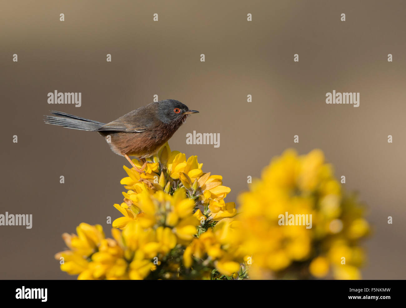 Männliche Dartford Warbler gehockt Ginster Stockfoto
