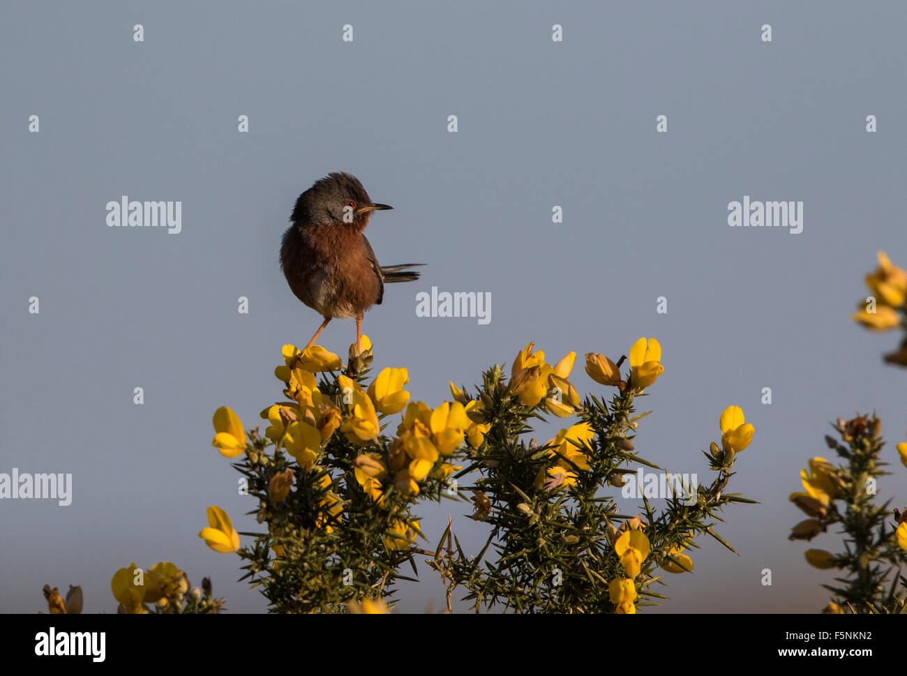 Männliche Dartford Warbler gehockt Ginster Stockfoto