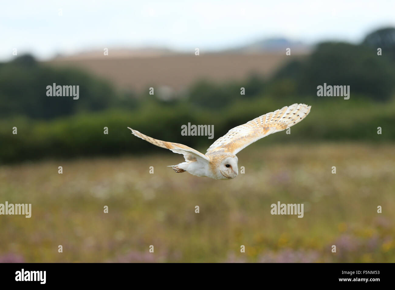 Nahaufnahme von einer Schleiereule fliegt über eine Wildblumenwiese Stockfoto