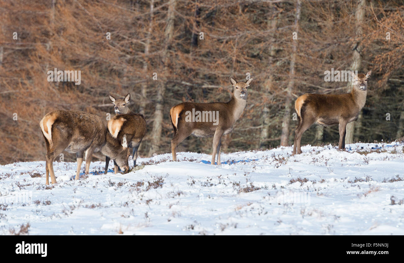 Highland Rehe und Hirsche Stockfoto