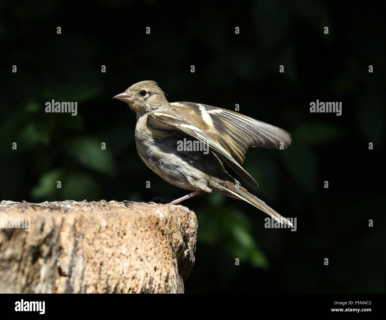 Eine junge weibliche Buchfink auf einem Baumstumpf Stockfoto