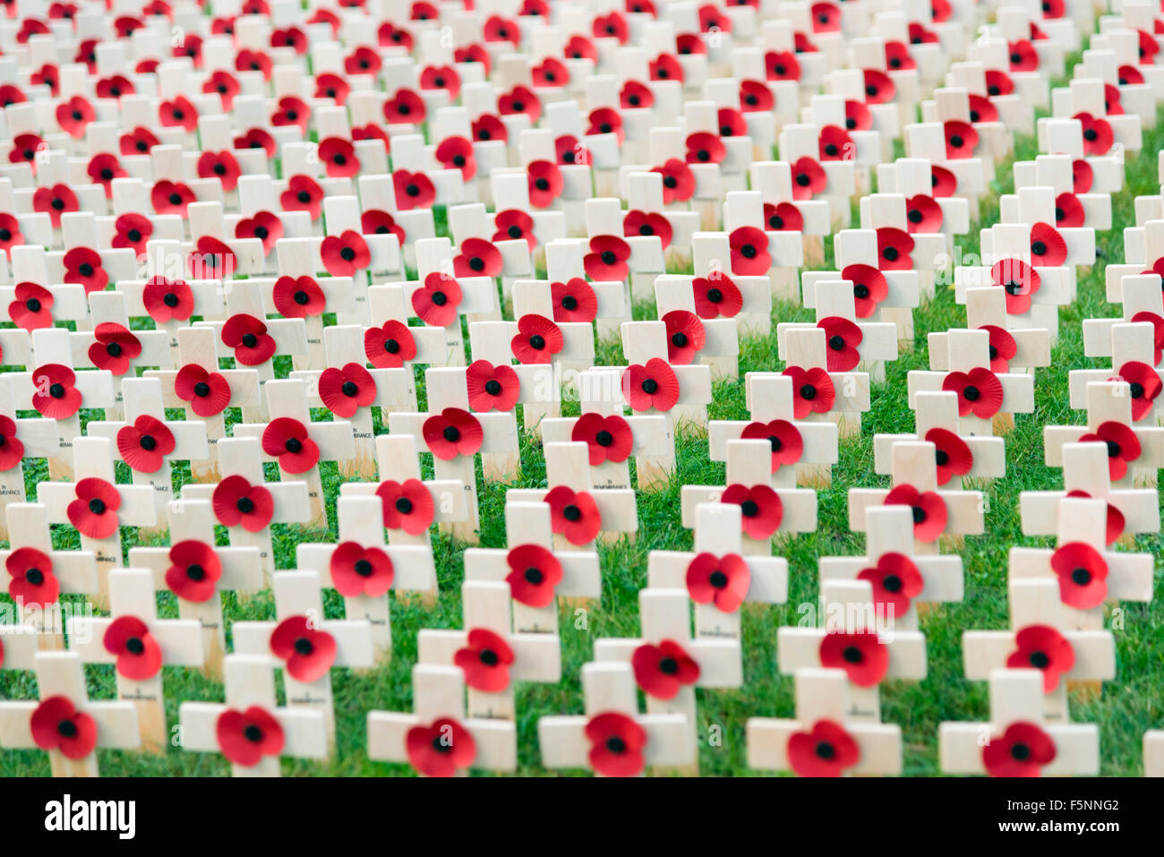Roter Mohn in einem Feld der Erinnerung außerhalb der Kathedrale von Hereford, Großbritannien. Hölzerne Kreuze erinnern an die Weltkriege, England. Stockfoto