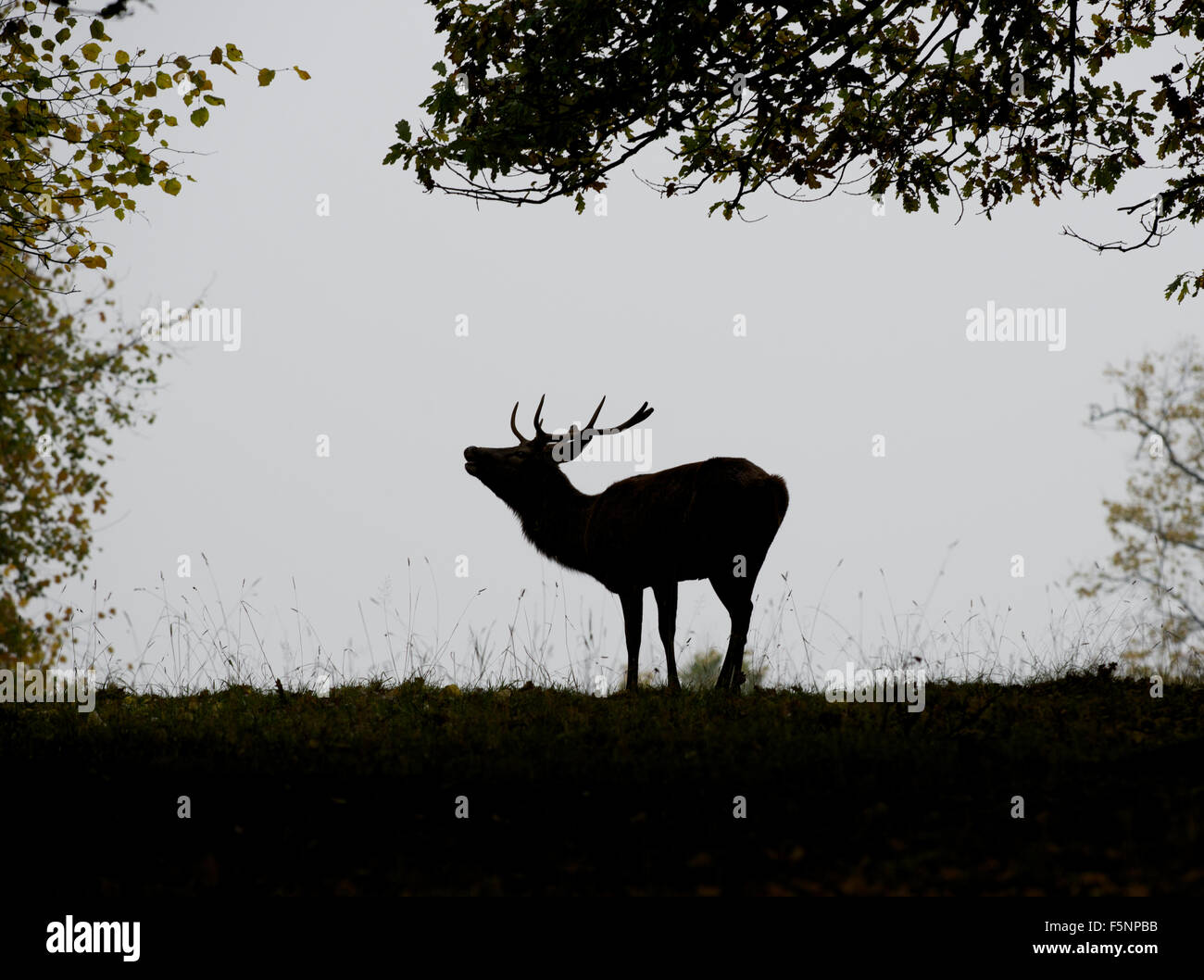 Silhouette von Red deer Hirsch in Studley royal Deer Park Stockfoto