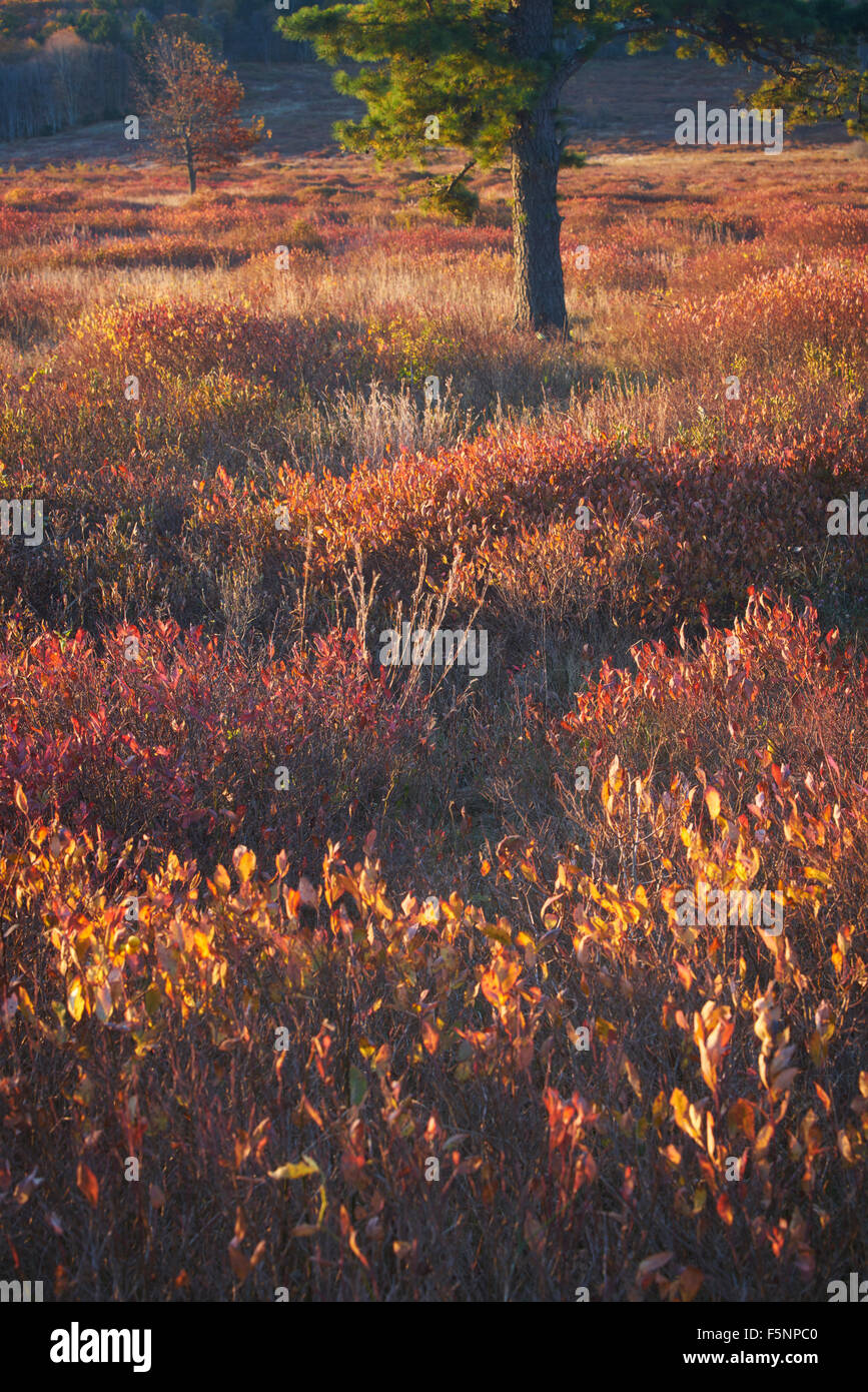Herbst Sonnenaufgang Farbe auf großen Wiesen im Shenandoah National Park in Virginia Stockfoto