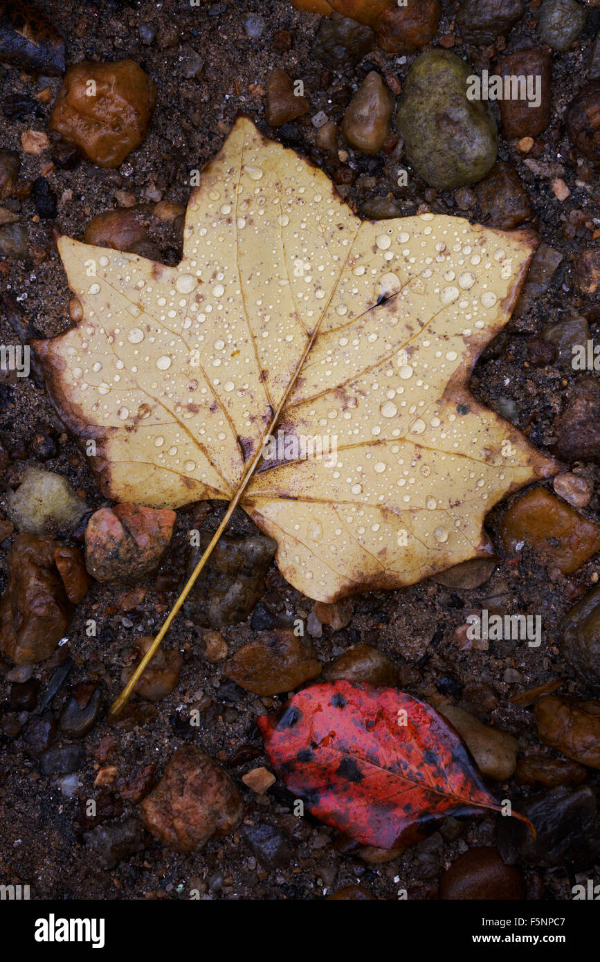 Tau auf Tulpe Eiche Blatt in Howard County, Maryland Stockfoto