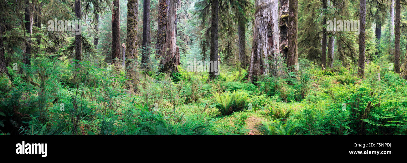 Hoh Rain Forest im Frühjahr Stockfoto