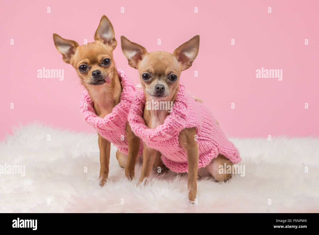 Niedliche Chihuahua Hunde mit rosa Strickpullover auf einem rosa Hintergrund Stockfoto