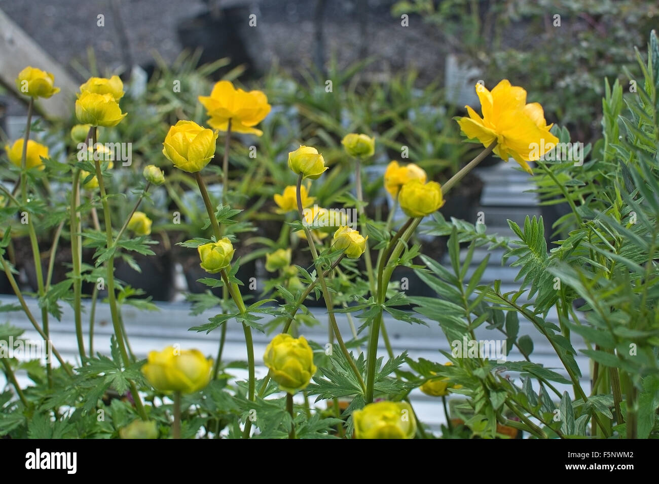 Gelbe Butter Ball Blüten und Knospen im Mai. Stockfoto