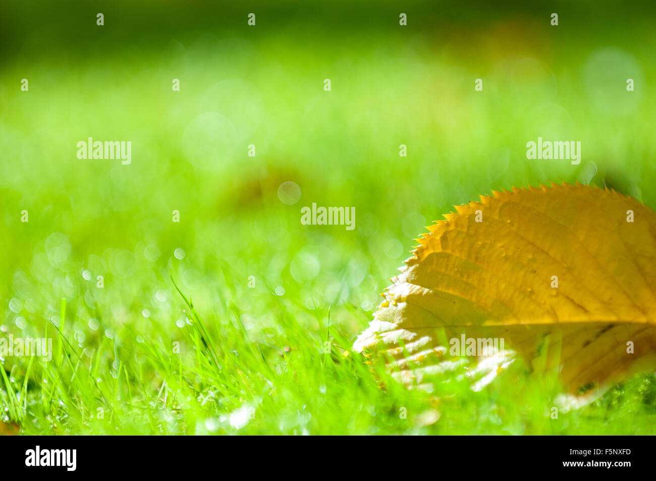 Gelbe Herbst Blatt vom Baum gefallene Stockfoto