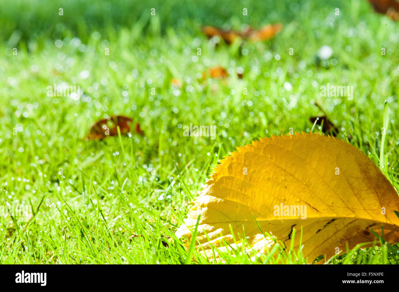 Gelbe Herbst Blatt vom Baum gefallene Stockfoto
