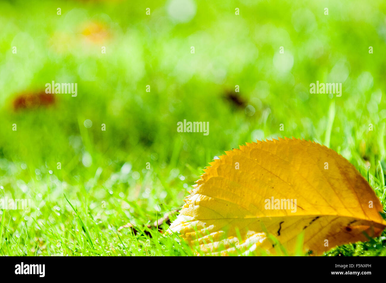 Gelbe Herbst Blatt vom Baum gefallene Stockfoto