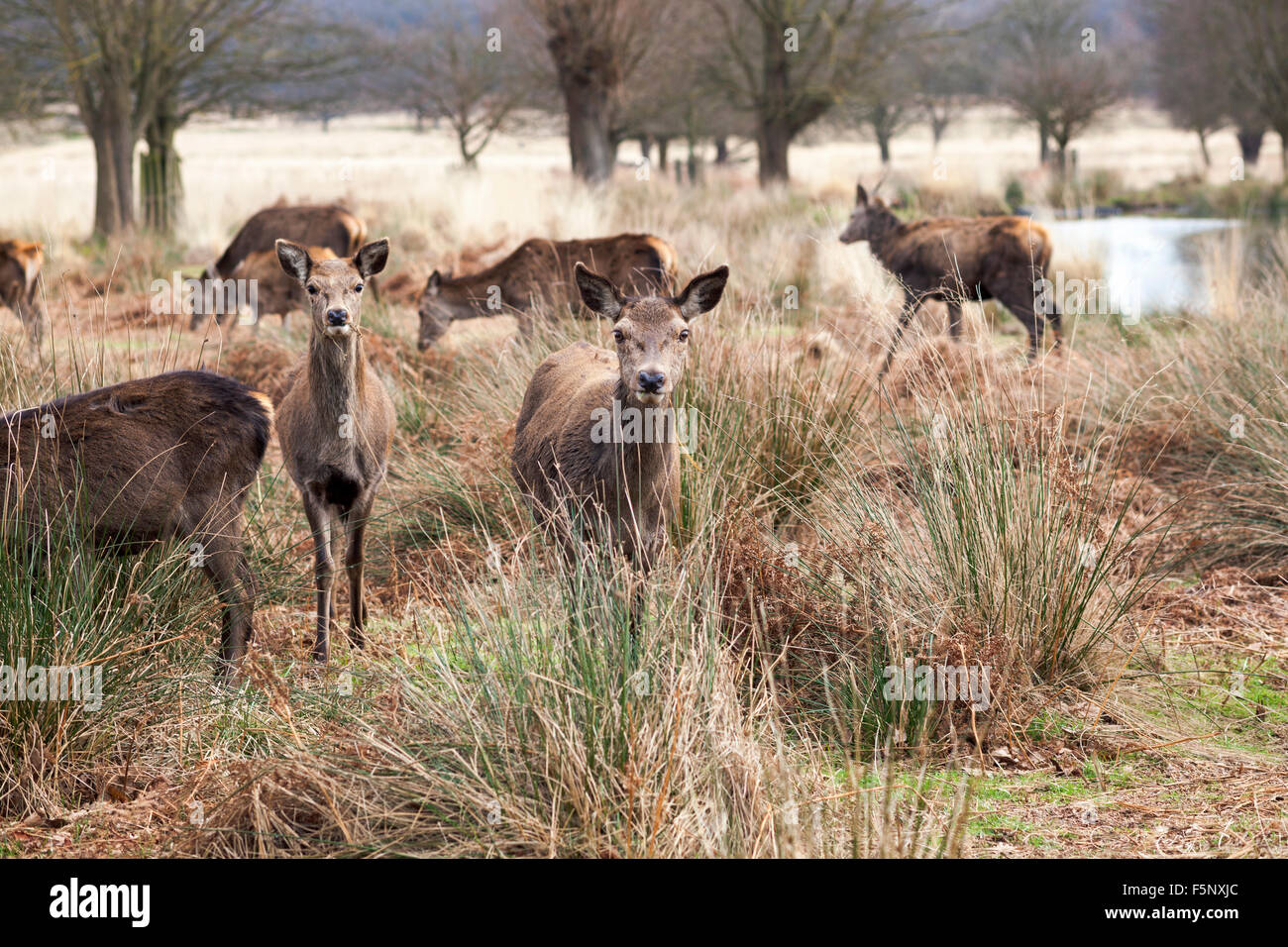 Eine Herde von Hirschen in der Herbstsaison in Richmond Park, Großbritannien Stockfoto
