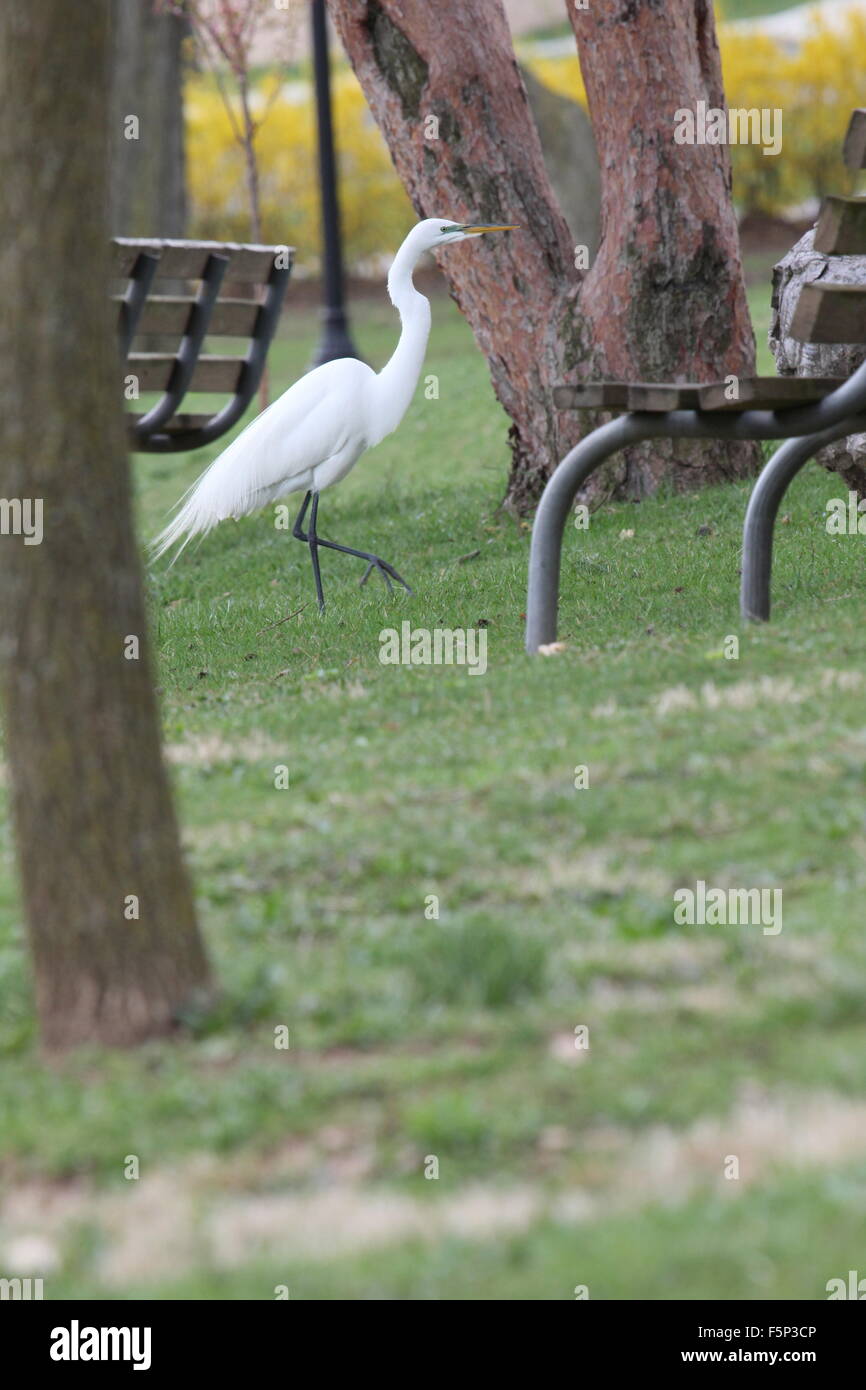 Reiher zu Fuß in einem Park. Stockfoto