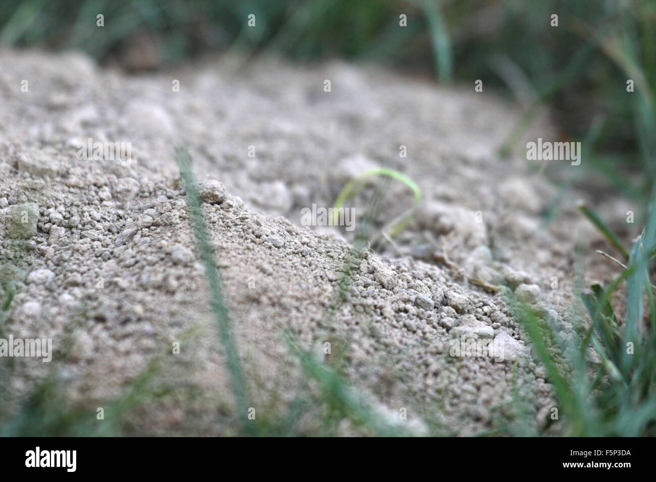 Ausgegrabene Schmutz aus einem Cicada Killer-Bau. Stockfoto