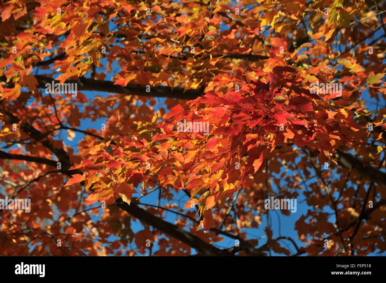 Rot gelb Ahorn in Herbstsonne unter blauem Himmel Stockfoto