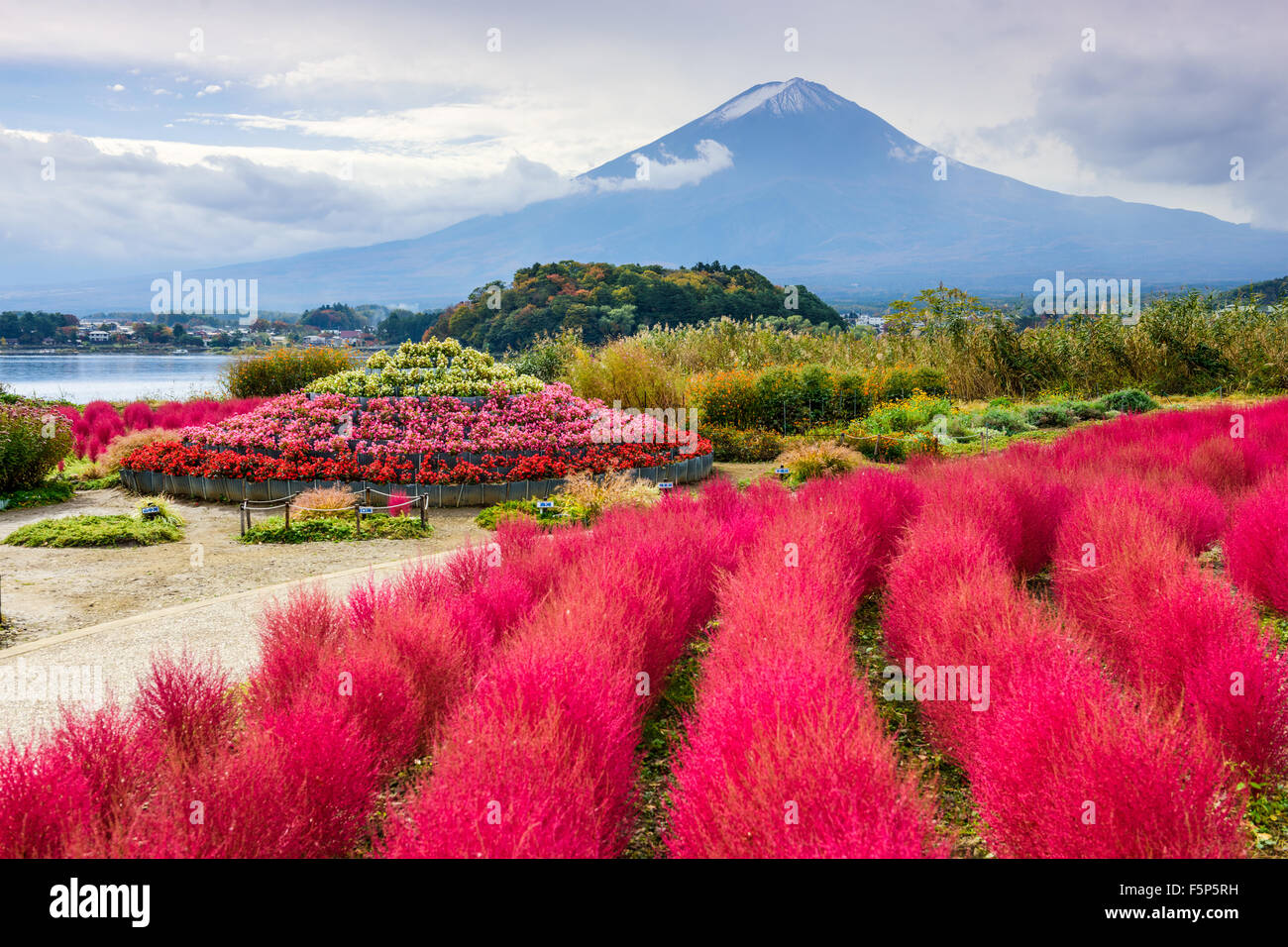Berg Fuji, Japan mit Kokia Büsche im Oishi Park. Stockfoto