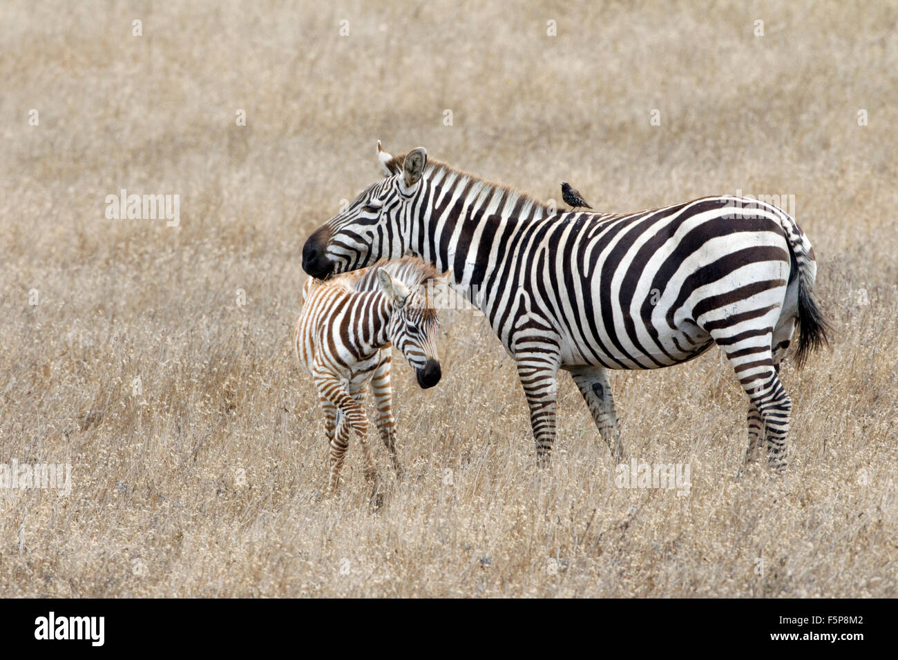 Zebras auf Hearst Castle Land Stockfoto