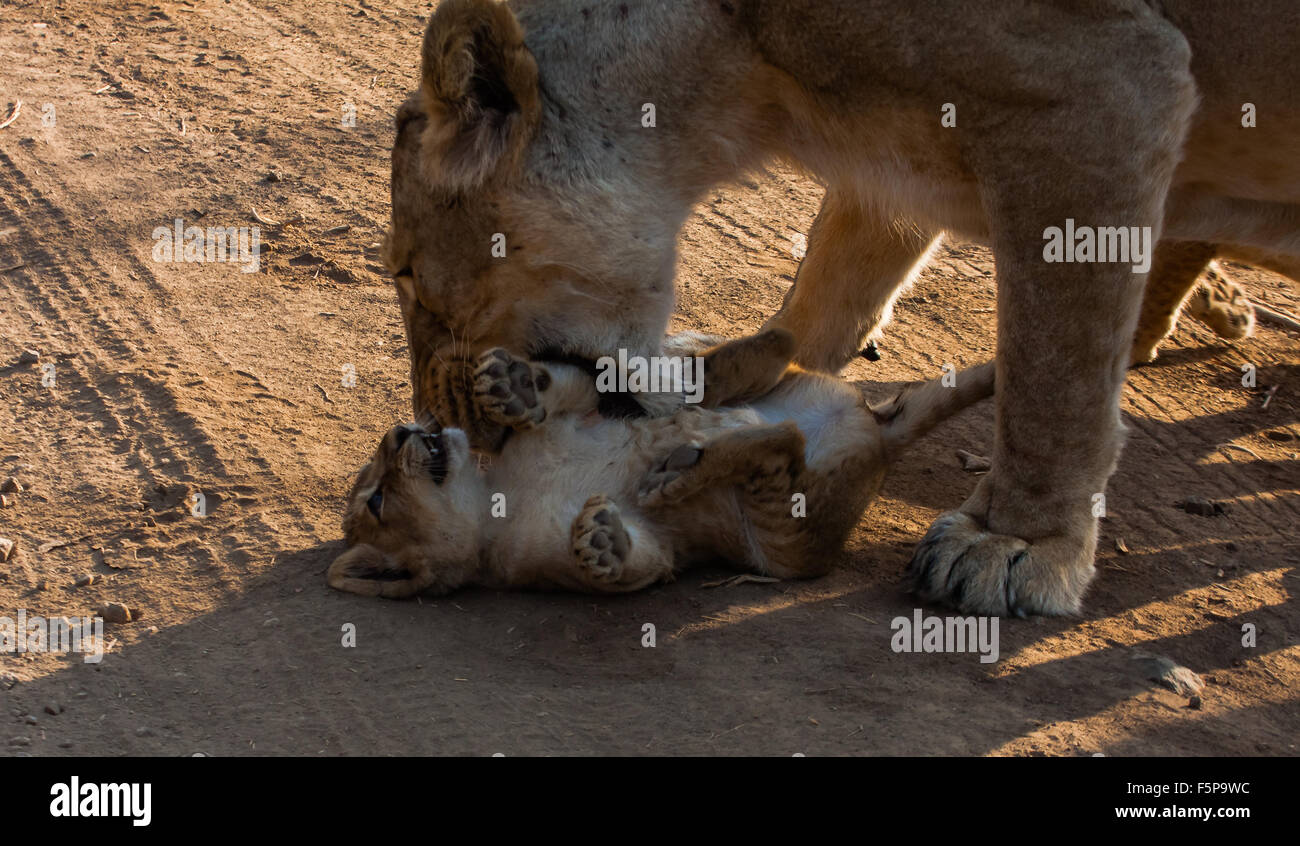 Asiatische Löwin und Cub an Oll Gir Nationalpark, Gujarat, Indien. Stockfoto