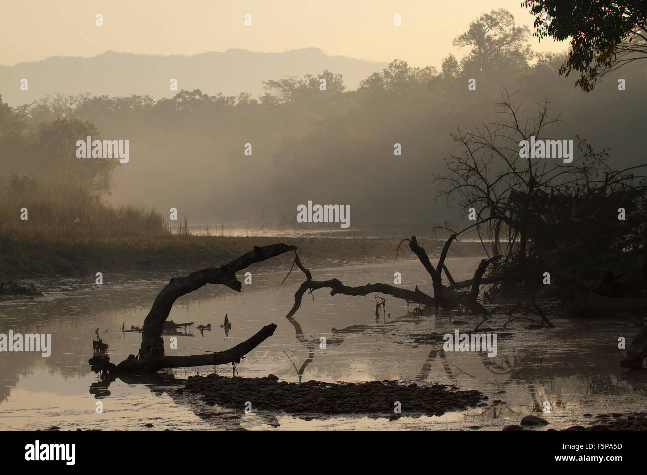 Wilde Landschaft morgens Bardia Nationalpark, Nepal Stockfoto