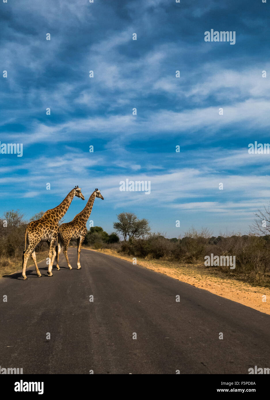 2 Cape Giraffen auf der Straße am Krüger National Park, Südafrika Stockfoto