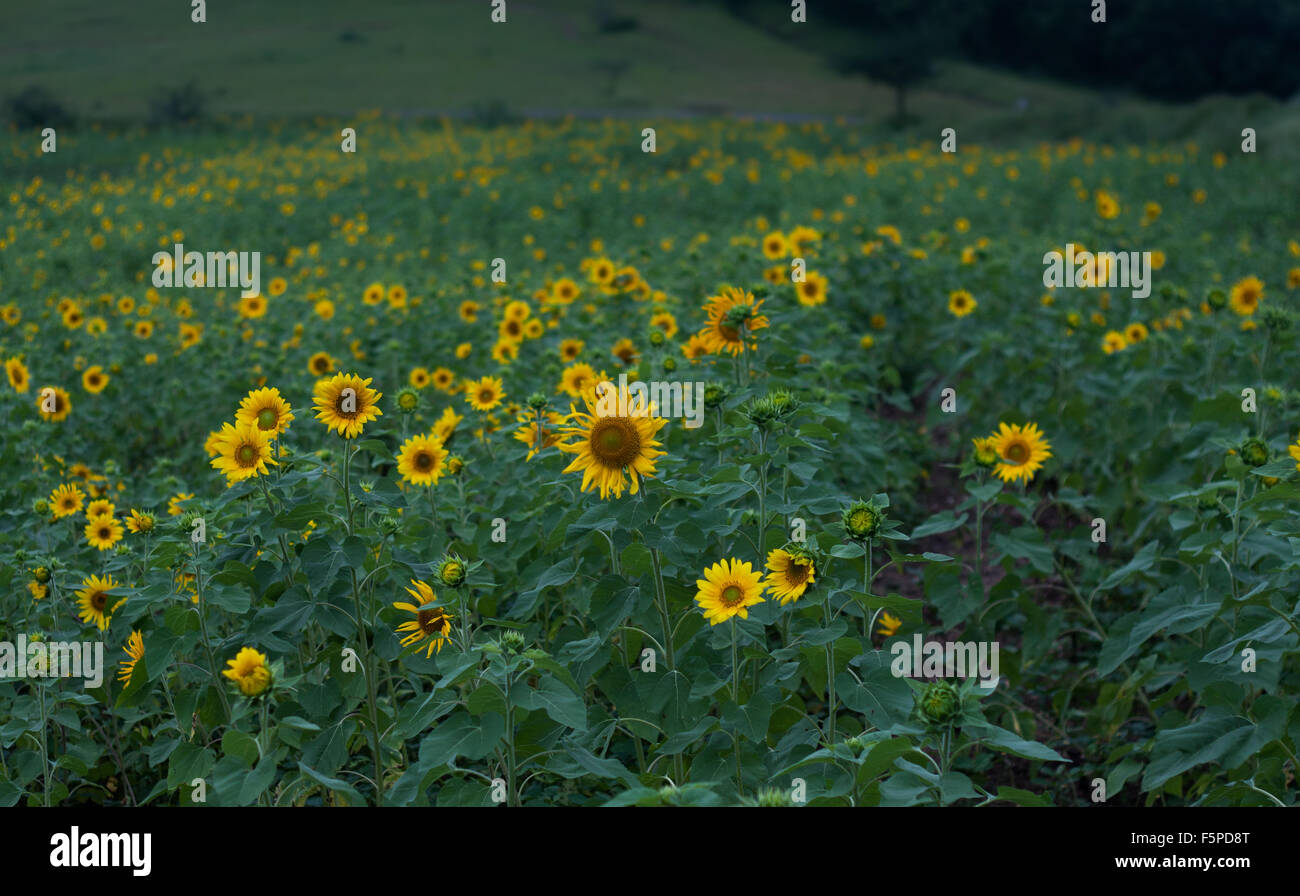 ein Feld von gelben Sonnenblumen inmitten von viel Grün Stockfoto