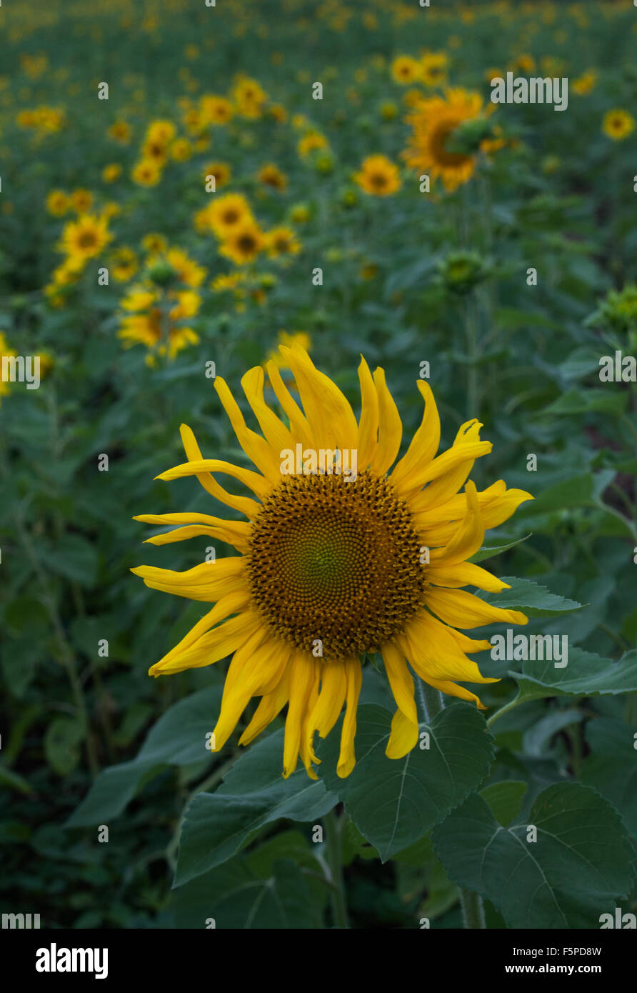 Nahaufnahme der Sonnenblume in einem Feld von Blumen Stockfoto