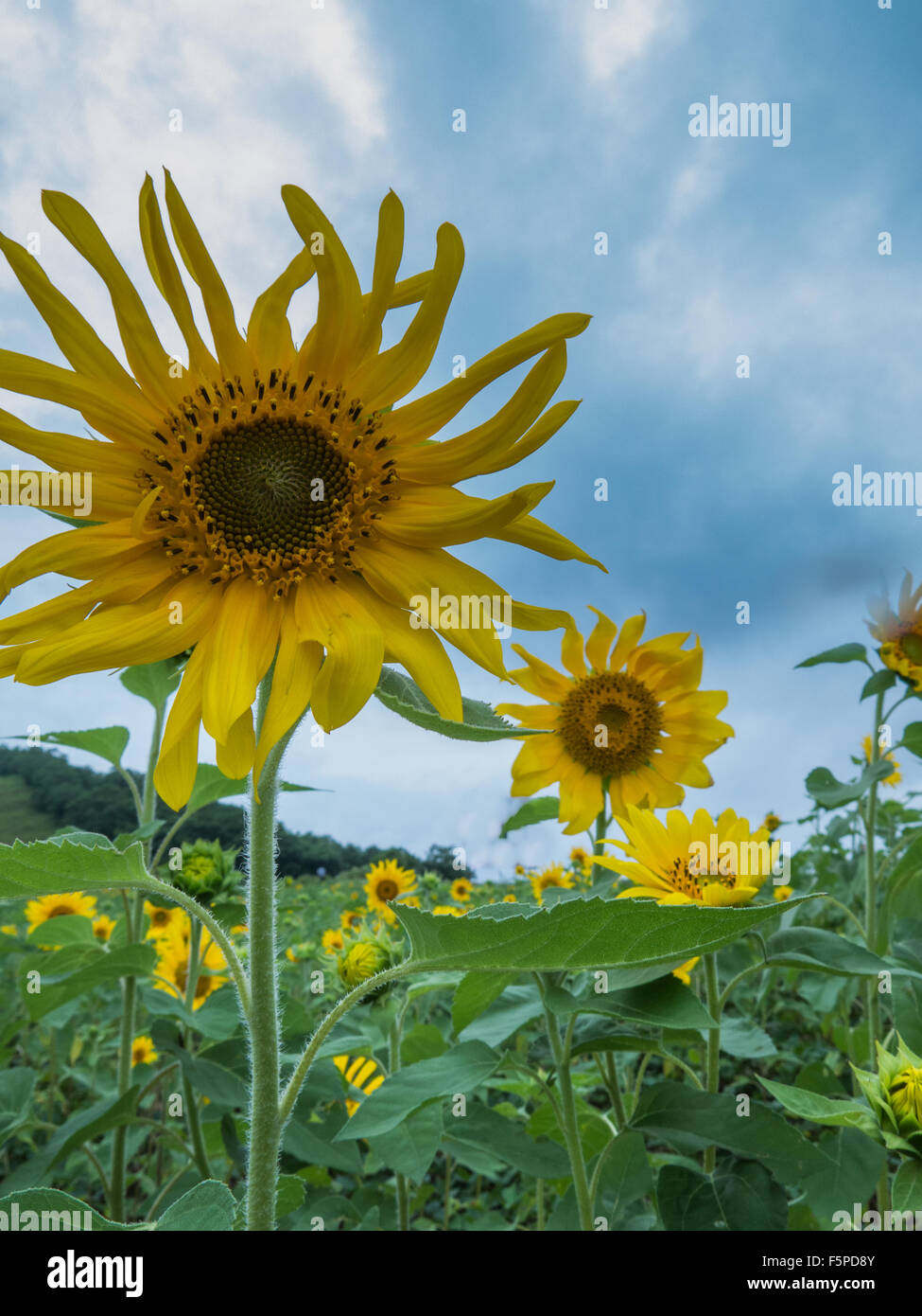 Nahaufnahme von Sonnenblumen in einem Feld mit blauem Himmel Stockfoto